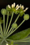 Blue Ridge carrionflower